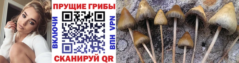 магазин    Сольвычегодск  Галлюциногенные грибы Psilocybine cubensis 